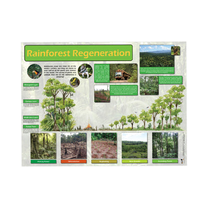 Rainforests Curriculum Pack (KS1)